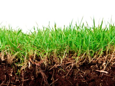 Fresh spring green grass with soil isolated on white background.